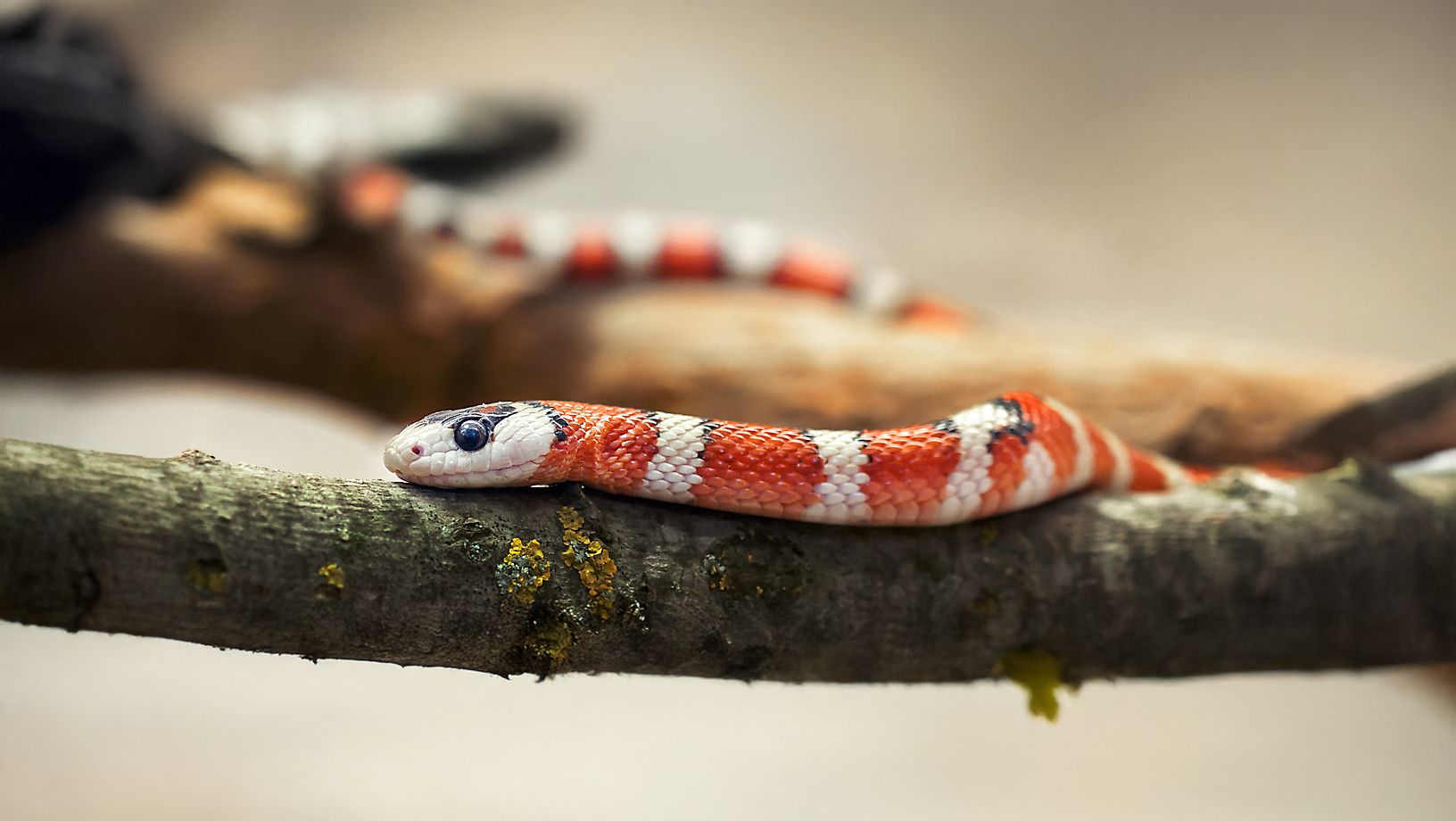 Animal Behaviour